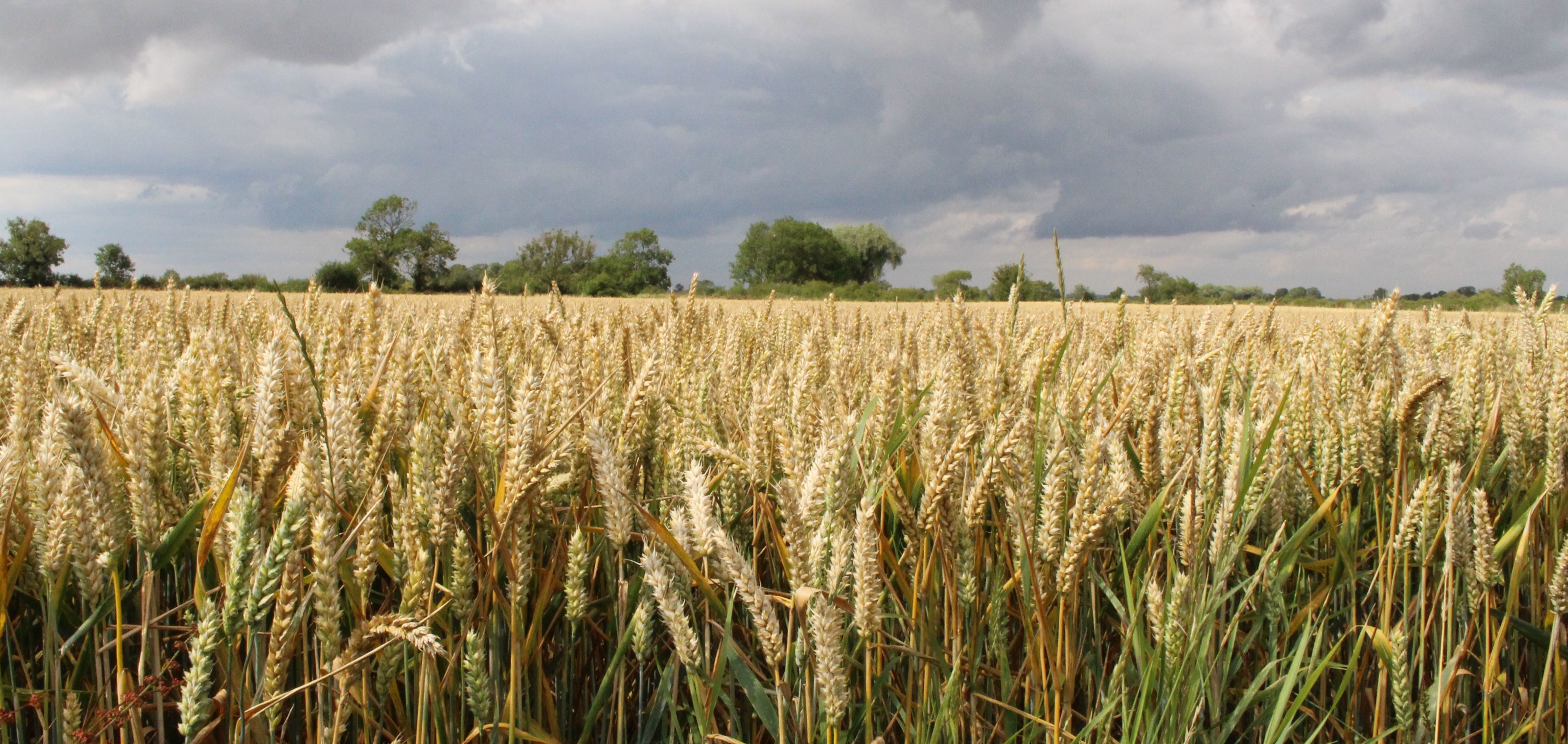 high-wheat-yields-a-rollercoaster-bcpc-british-crop-production