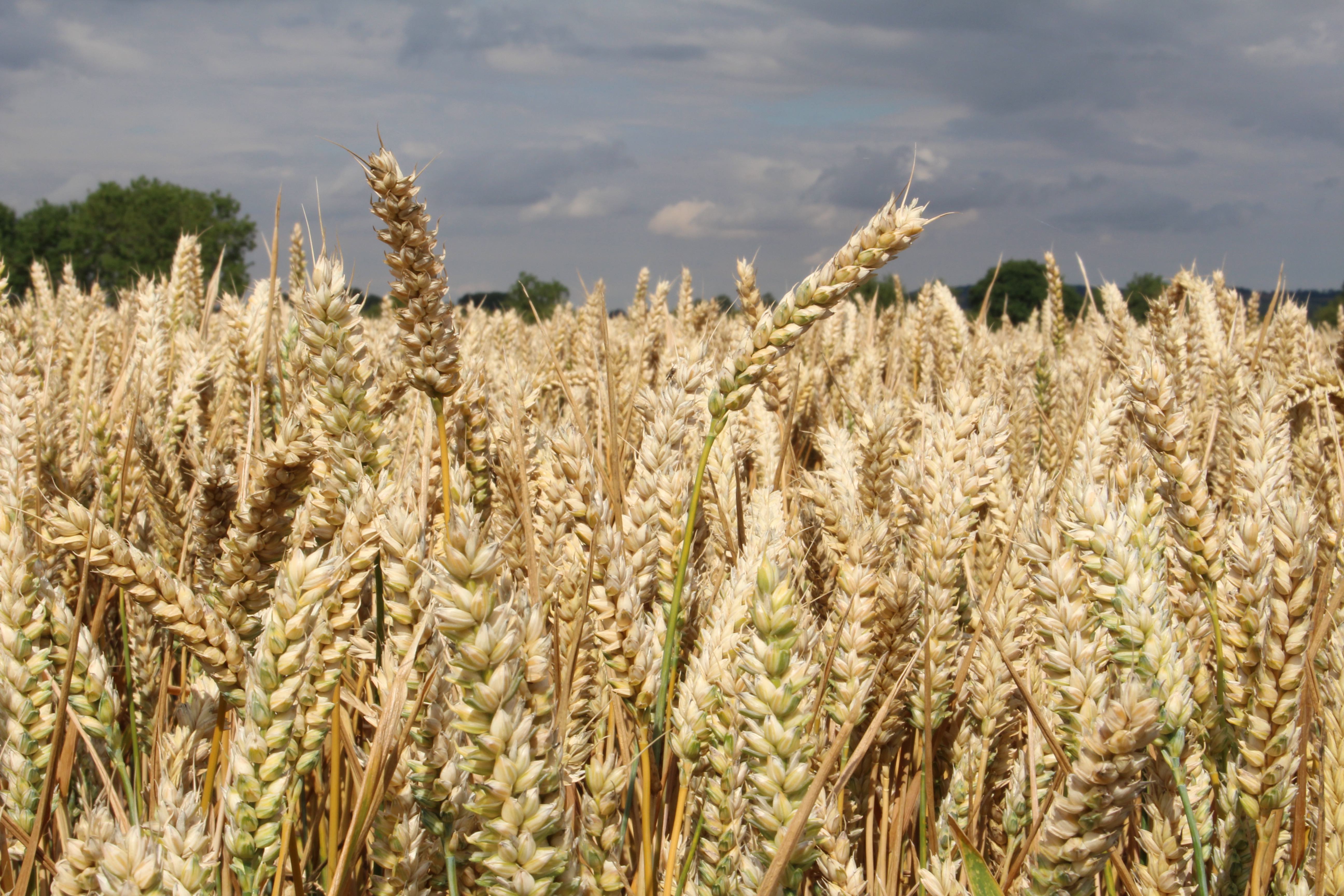 arable-production-preparing-for-an-uncertain-future-bcpc-british