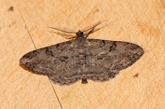 Willow Moth
